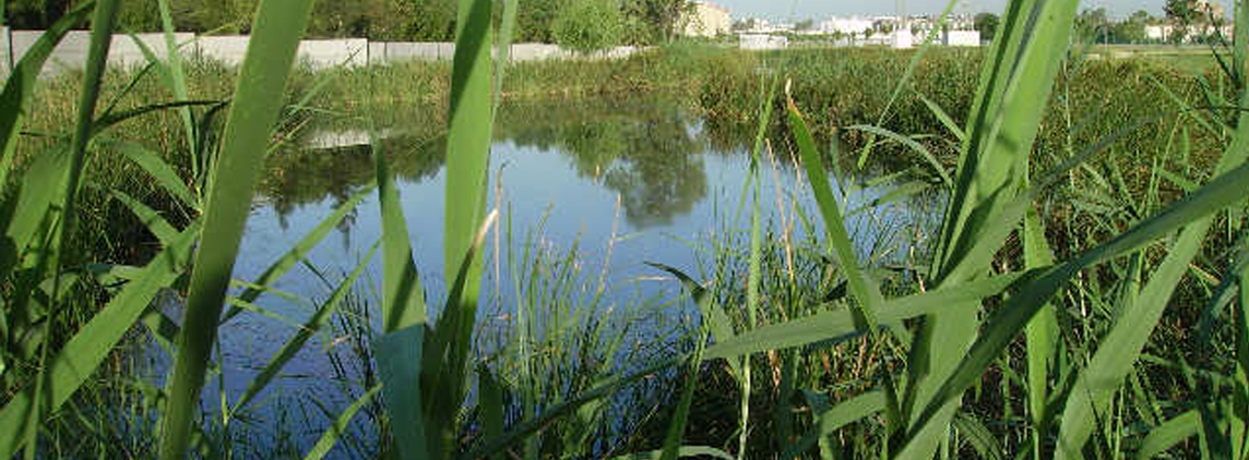 foto parque de guadaira