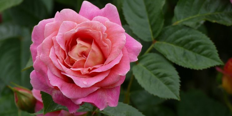 Imagen decorativa de una rosa color rosa