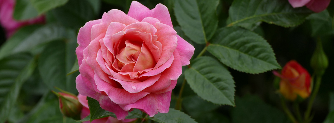 Imagen decorativa de una rosa color rosa